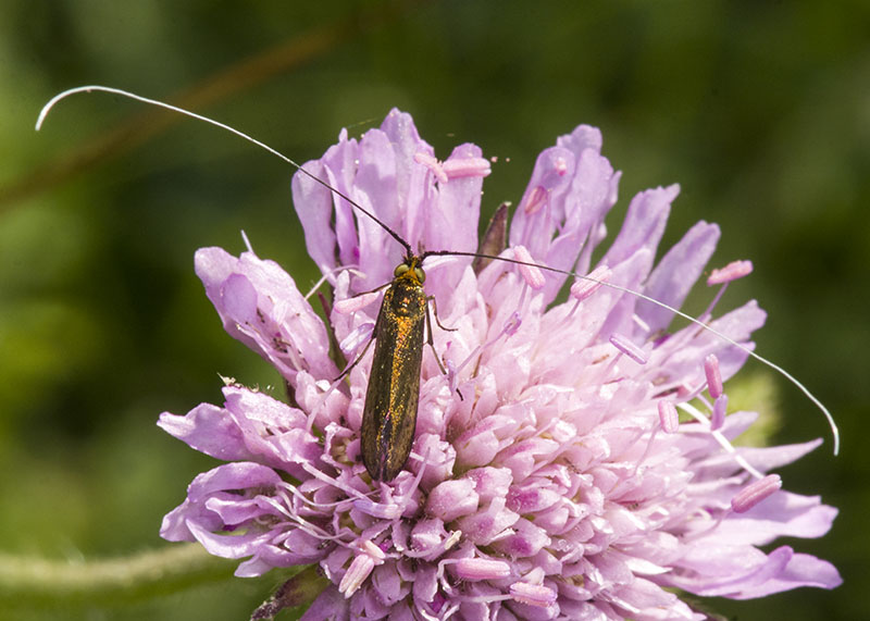 Nemophora metallica  ♂ e ♀, Adelidae